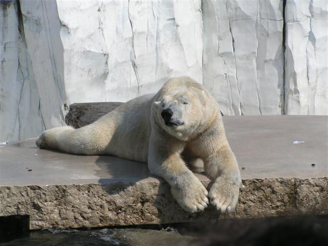Eisbr im Zoo Karlsruhe